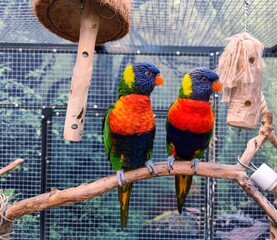 Beautifully colored rainbow loris birds sit next to each other in their large cage with tropical backdrop