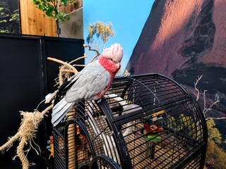 Beautiful pink colored cockatoo sits freely on its cage in a pet shop