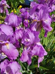 Close-up of a beautiful iris flowers in early summer