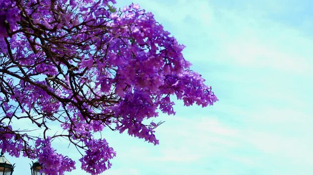 Fully blooming branches of the jacaranda tree.