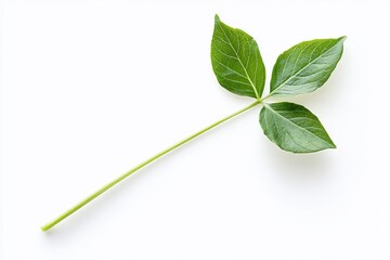 Obraz premium Single Green Leaf Isolated on White Background
