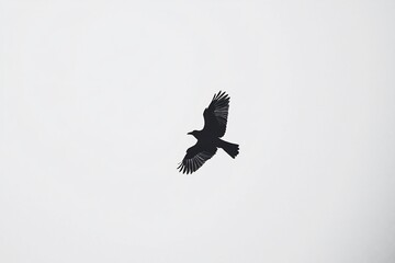 Obraz premium Majestic Hawk Soaring Through a Gloomy Sky