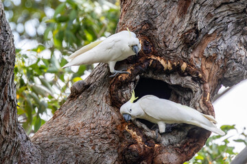 Australian Sulphur-crested Cockatoo