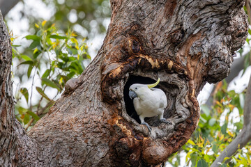Australian Sulphur-crested Cockatoo at nest hollow in large gum tree