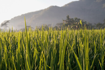 Close up of rice fields against the background of a blue sky with  mountains in the morning, Beautiful morning view, landscape nature background
