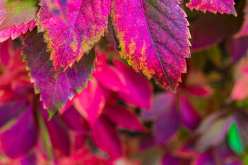 Bouquet wild flowers. Cottagecore wild flowers photography, wild flowers wedding backgrounds. Closeup roses in the garden, isolated natural painting, perfect for card writing invitation