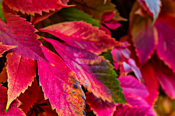 Bouquet wild flowers. Cottagecore wild flowers photography, wild flowers wedding backgrounds. Closeup roses in the garden, isolated natural painting, perfect for card writing invitation