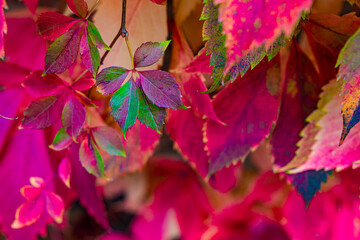 Bouquet wild flowers. Cottagecore wild flowers photography, wild flowers wedding backgrounds. Closeup roses in the garden, isolated natural painting, perfect for card writing invitation