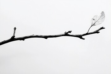 Obraz premium Lonely Branch with Delicate Leaf: A Symbol of Nature's Resilience