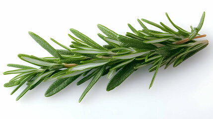 Fototapeta premium Rosemary Sprig Closeup - Photo