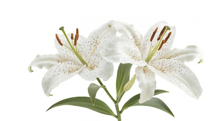 White lily flowers, detailed petals, botanical illustration, soft lighting, pure white blossoms, green stems, pollen-covered stamens, elegant floral arrangement, high resolution, photorealistic