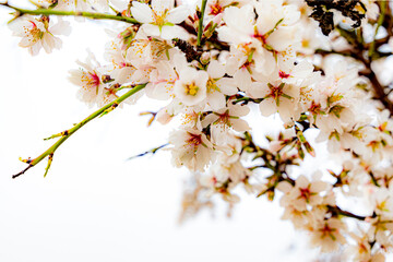 almond blossom on the tree, winter flowers in the nature ambient, beautiful cherry blossom flowers,...