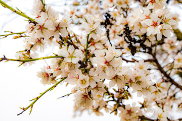 almond blossom on the tree, winter flowers in the nature ambient, beautiful cherry blossom flowers,...