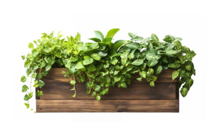 Wooden planter box, trailing green plants, indoor gardening, lush foliage, houseplants, pothos, natural wood texture, botanical display, hanging vines, rustic decor, verdant greenery