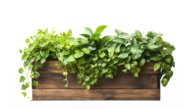 Wooden planter box, trailing green plants, indoor gardening, lush foliage, houseplants, pothos, natural wood texture, botanical display, hanging vines, rustic decor, verdant greenery