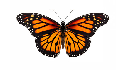 monarch butterfly, detailed wings, orange and black pattern, white spots, symmetrical, realistic, nature illustration, isolated on white background, macro photography, high contrast, vibrant colors