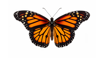 monarch butterfly, detailed wings, orange and black pattern, white spots, symmetrical, realistic, nature illustration, isolated on white background, macro photography, high contrast, vibrant colors