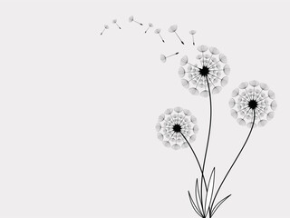 Dandelion with flying seeds, vector illustration. Vector isolated decoration element from scattered silhouettes.