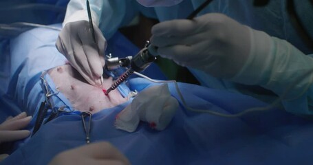 Veterinary surgeon professionally performs endoscopic sterilization skillfully handling the instrument. Endoscopic surgery in veterinary surgery in a dog.