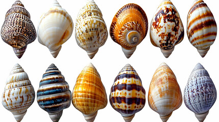 Collection of 12 Seashells with Different Patterns and Colors - Photo