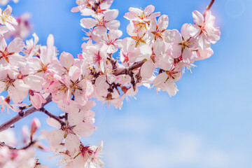 almond blossom on the tree, winter flowers in the nature ambient, beautiful cherry blossom flowers, Cottagecore flowers photography, wedding backgrounds. Closeup flowers tree, perfect for card writing