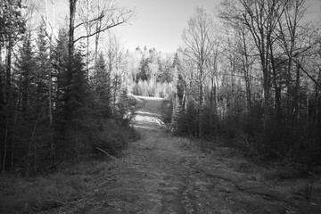 Sentier Père Buteux 15 Novembre 2024 - N&B