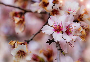 almond blossom on the tree, winter flowers in the nature ambient, beautiful cherry blossom flowers,...