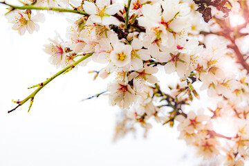 almond blossom on the tree, winter flowers in the nature ambient, beautiful cherry blossom flowers, Cottagecore flowers photography, wedding backgrounds. Closeup flowers tree, perfect for card writing