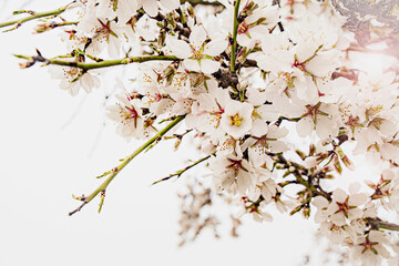 almond blossom on the tree, winter flowers in the nature ambient, beautiful cherry blossom flowers, Cottagecore flowers photography, wedding backgrounds. Closeup flowers tree, perfect for card writing