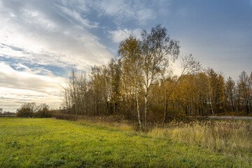 Obraz premium A field of grass with trees in the background