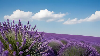Fototapeta premium ranquil Field of Lavender in Full Bloom Under a Cloudless Sky