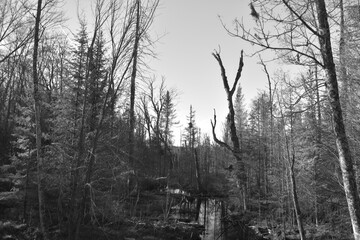 Sentier Père Buteux 15 Novembre 2024 - N&B