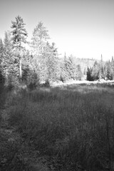 Sentier Père Buteux 15 Novembre 2024 - N&B