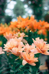 オレンジのユリ