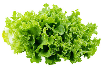 Fresh green lettuce isolated png on a transparent background