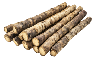 Fresh Burdock roots isolated png on a transparent background
