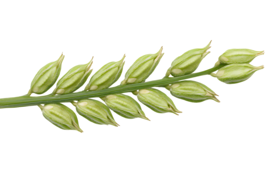 Fresh sesame pods isolated png on a transparent background