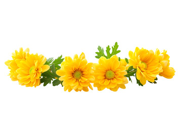 Garland chrysanthemum isolated png on a transparent background