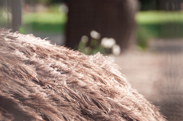 A close-up of delicate ostrich bird feathers, showcasing intricate textures in natural brown and...