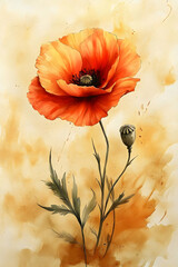 Poppy Flower Illustration on Watercolor Background