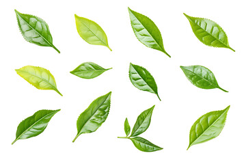 Green tea leaf collection isolated png on a transparent background