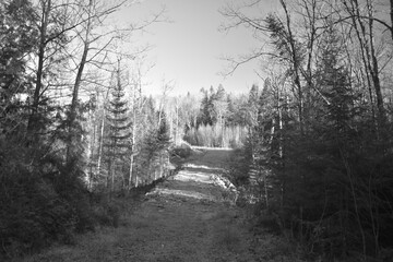 Sentier Père Buteux 15 Novembre 2024 - N&B