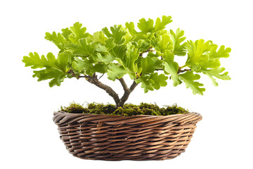 Naklejka premium Green oak in the basket isolated png on a transparent background