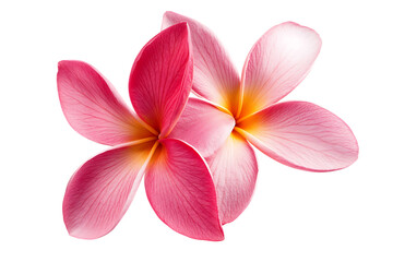 Fototapeta premium Frangipani flower isolated png on a transparent background