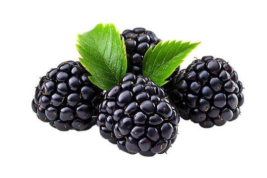 Fresh blackberries isolated png on a transparent background