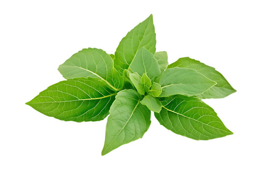 Holy basil or tulsi leaves isolated png on a transparent background