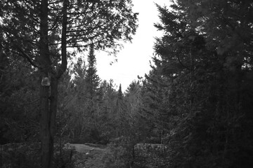 Sentier Père Buteux 15 Novembre 2024