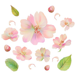 Fototapeta premium Watercolor Cherry Blossom Elements