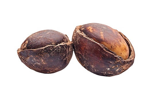 Chebulic Myrobalans Myrolan Wood (Terminalia chebula Retz) Fruit medicinal properties isolated png on a transparent background