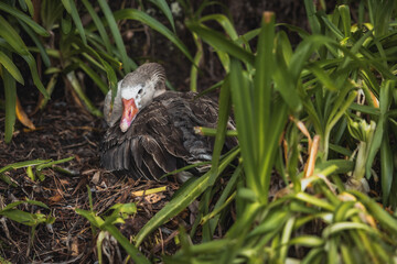 A mother goose protecting her nest